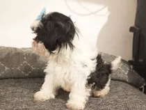 Cachorros Shih Tzu