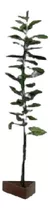 Lechero Africano Planta De 4 Años Tronco2cm.  Altura110cm.