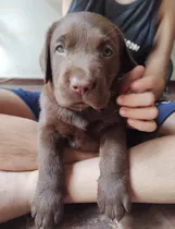 Cachorros Labrador Chocolate Machos Y Hembras