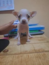 Perritos Chihuahuas 