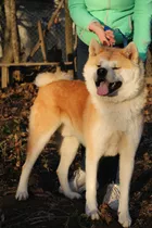 Akita Inu 