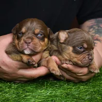 Tricolor Chocolate American Bully 