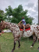 Caballo Appaloosa Domado