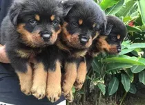 Padrão Germany - Filhotes De Rottweiler Alta Genética 