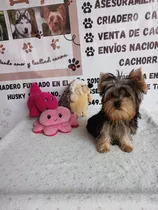 Yorkshire Terrier Hembra