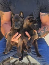 Cachorros Belga Malinois Altísima Sangre De Campeones