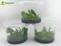 10 Orquídeas Phalaenopsis Bebés In Vitro Para Aclimatizar