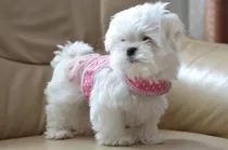 Perritos Bichon Maltes Raza Pequeña Garantia De Raza Y Salud