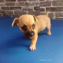 Perrito Cachorros Mini Pequines Con Chihuahua En Valencia