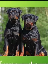 Rottweiler Cachorros Aleman Xxxl