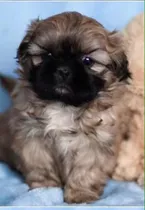 Cachorros Shih Tzu