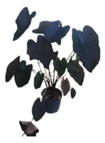 Planta Alocasia Black Magic