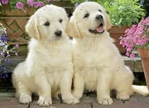 Cachorras Golden Hembritas De Selección - Crianza Respetuosa