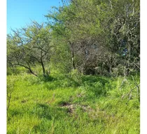 Terreno En Rio Grande  San Luis 5000m2