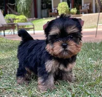 Hermosos Cachorros Yorkie Terrier 