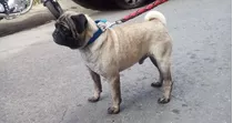 Pug Carlino Monta Stud Inseminación 