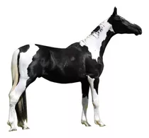 Cavalo Potro Mangalarga Homozigoto 