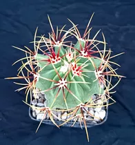 Ferocactus Histrix Cactus Flores