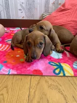 Cachorritos Dachshund Salchichas Mini