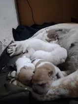 Cachorros De Sharpei 