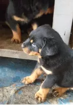 Rottweiler Belos Filhotes Com Pedigree* Sp Envio Via Aérea