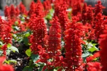 Oferta!! 50 Semillas Salvia Roja 