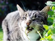 Kit De Semillas De Plantas Para Gatos Nepeta Y Clinopodium