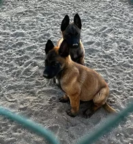 Cachorros Pastor Belga Malinois