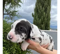 Cachorro Gran Danés