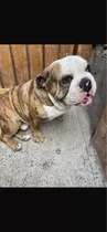 Hermoso Bulldog Inglés