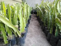 Pitahayas Plantas.