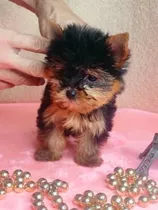 Cachorra De Yorkshire Terrier Tea Cup Extrema 