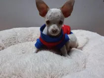 Vendo Perrito Chihuahua