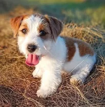 Jack Russell Argentina Puppiesar 