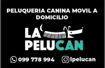 Peluqueria Canina Movil... Atendamos Por Whatsapp 