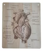Cuadro Decorativo Madera Anatomía Corazón 