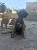 Perros Presa Canario 