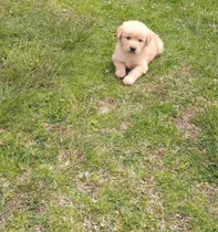 Golden Retriever Dorados Machos Y Hembras