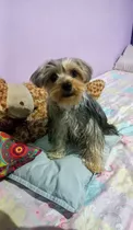 Servicio De Yorkieshire Terrier Macho