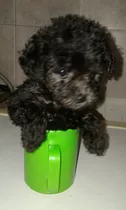 Caniche Micro Toy Hermosa Cachorra Negra