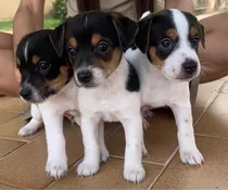 Cachorros Jack Russell Puros