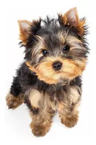 Cachorro Yorkie Perro Yorkshire Terrier Disponibles