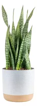 Planta De Serpiente Sansevieria Viva, Interiores Y Exteriore