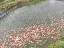 Alevinos Y Larvas Para Levante Y Engorde De Tilapia Roja