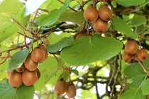 Kiwi Verde - Dulce Actinidia Deliciosa 1 Planta De 1.20 Mts