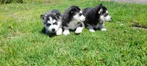 Hermosos Cachorro Husky Siberiano Perros Lobos En 110