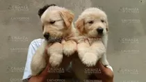 Cachorros Golden Retriever 100% De Raza Puros Y Robustos 