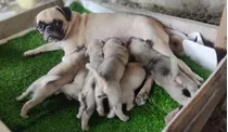 Cachorros Pug Carlino 