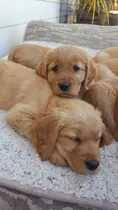 Golden Retriever Con Microchip De Identificación 