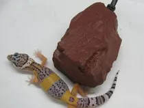 Piedra Calefactora Chica Reptiles Lagartija Gecko Tarántula 